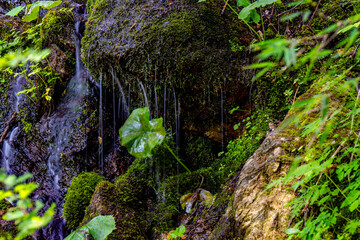moss on the rocks
