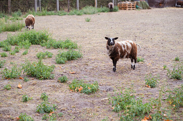 A brown and white sheep can be seen standing in a dirt field