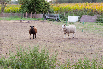 Two sheep are in a field with a background of more fields