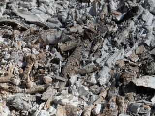 Close-up of Wood Ash and Charcoal Texture