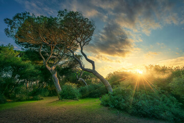Pine trees sunset Baratti Gulf, Mediterranean coast, Tuscany, Italy