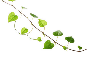Vine with heart leaves isolated on transparent isolated on transparent background