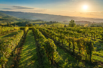 Fototapeta premium Vineyard rows in Panzano in Chianti, Tuscany, Italy