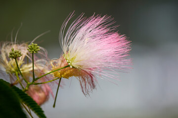 close-up photo of the silk tree flower (Albizia)
