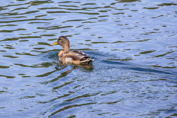Wild ducks on a river on a sunny autumn day