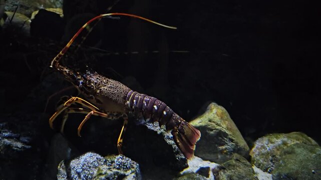 Spiny lobster walking in aquarium