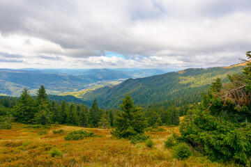 hillside of mountain range with coniferous forest and meadow. view in to the distant rural valley from above. beautiful countryside landscape of transcarpathia in autumn