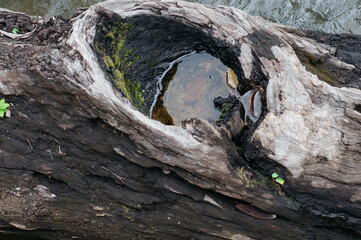 Close-up of a weathered hollow tree trunk filled with rainwater and moss, showing textures of decay and natural growth.
