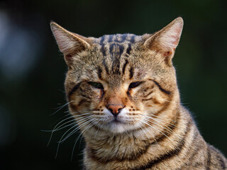 A beautiful close up portrait of a domestic tabby cat with its eyes gently closed The feline's striped fur pattern and whiskers are in sharp focus against a soft dark background outdoors