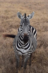 Zebra in the wild, safari Tanzania