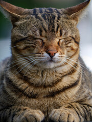 A content domestic tabby cat is seen resting with its eyes completely shut in a peaceful pose The detail of its striped coat and relaxed posture make for a serene and adorable animal portrait