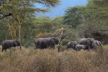 Herd of elephants in safari Tanzania