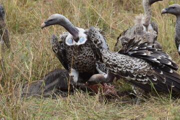 vulture eating in the wild