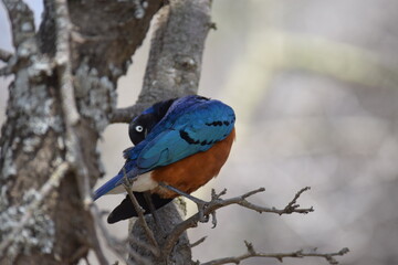 Obraz premium African Superb Starling perched on a branch