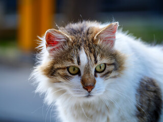 A beautiful portrait of a long haired calico or tabby cat with striking green eyes looking at the camera The fluffy white and brown fur of the feline is detailed in this outdoor shot
