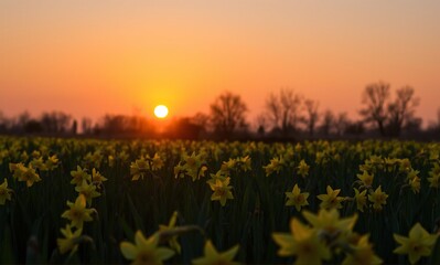 A vibrant field of yellow daffodils basks in the warm glow of a setting sun, silhouetting distant trees against the horizon.