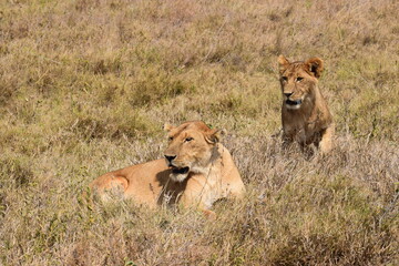 Lioness with her cubs in the wild © Malika