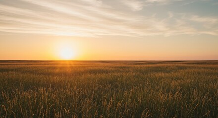 Obraz premium Serene landscape of a golden hour sunset over an endless meadow of tall grass and a beautiful sky
