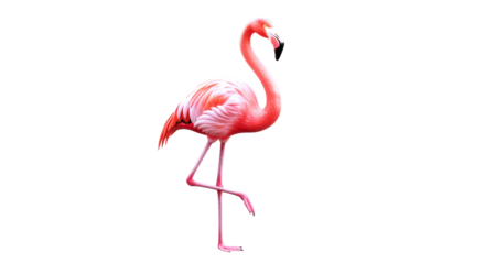 majestic pink flamingo 3d model elegant bird for tropical paradise designs and animations, isolated on transparent background