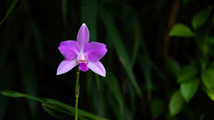 Single Purple Orchid Blossom, Dark Green Background, Elegant, Serene, Botanical Stock Photo