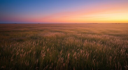 Fototapeta premium Vast Field of Tall Grass Bathed in the Golden Light of a Setting Sun