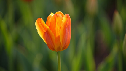 Obraz premium Vibrant Orange Tulip in Soft Sunlight, Spring Bloom, Nature Photography