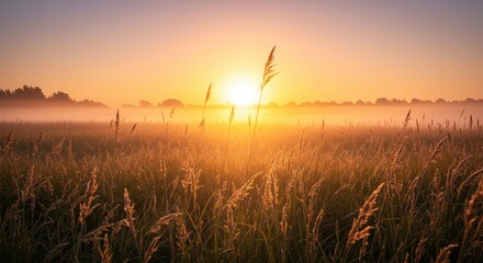 Fototapeta premium Golden sunrise illuminates a vast misty field of tall grass, creating a serene and captivating natural landscape as the new day dawns with warmth and beauty