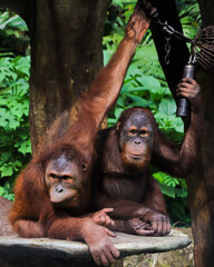 Two orangutans resting on a tree platform in natural habitat