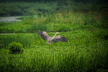Great Blue Heron in the marsh