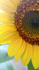 Close-up of a vibrant sunflower, showcasing yellow petals and a dark, textured center