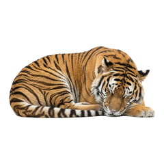 Obraz premium A serene image of an Amur tiger, scientifically known as Panthera tigris altaica, in a state of deep rest.