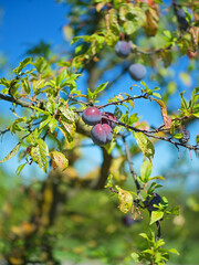 Close-up of organic summer plums