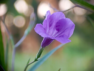 Purple Flower Ruellia Tuberosa in Morning Light. 
A delicate purple flower Ruellia Tuberosa blooms...