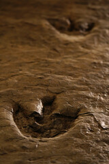 Dinosaur footprint fossil track in rock