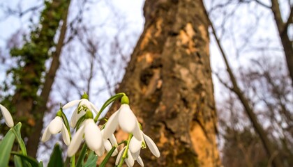 Snowdrops bloom near a weathered tree trunk in a forest