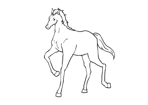 友人が書いた馬の頭部の色鉛筆イラスト 馬のスケッチ」の写真素材 | 165,864件の無料イラスト画像