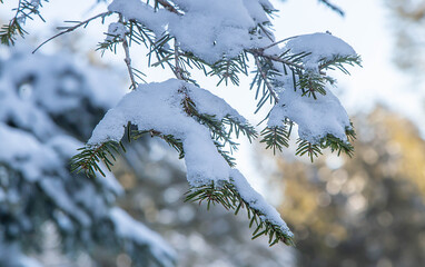 pine branch covered with snow on the blurred berry background