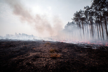 Wildfire burning through forest, creating dense smoke and ash