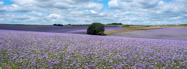 field of purple tansy or fiddleneck in wiltshire blooms beautifully purple