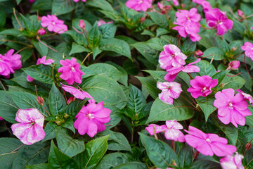 Vibrant pink impatiens flowers blooming with fresh green leaves in a garden bed.
