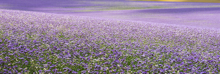 field of purple tansy or fiddleneck in wiltshire blooms beautifully purple