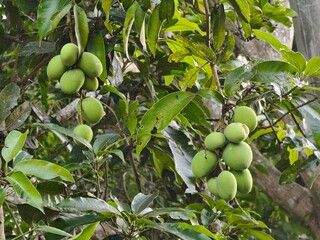 Unripe Mangoes Hanging on a Tree