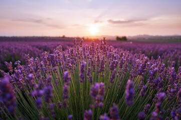 Obraz premium Sunset over vast lavender meadows