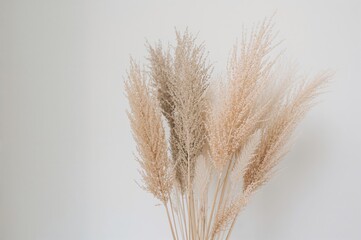 Fototapeta premium Dried floral arrangement featuring pampas grass and lunaria for interior decoration. Minimalist bohemian home style bouquet. Holiday photo backdrop with boho vibes. Focused close-up shot.