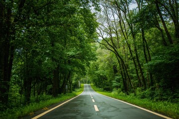 Obraz premium A peaceful street lined with dense greenery during the rainy season
