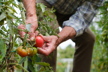 Elderly man harvesting ripe tomatoes in his vegetable garden, low angle front view outdoors in...