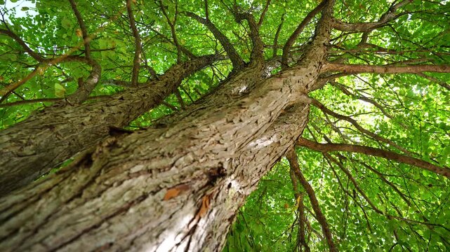[8k to 4k] 公園に根付く大きな木を下から見上げた壮観な自然風景