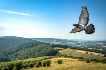 Fototapeta premium Pigeon soaring gracefully in clear sky over open outdoor landscape