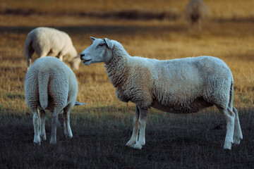 Sheep in landscape