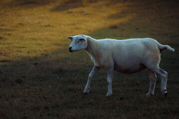 Sheep in landscape